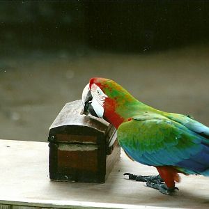 Reuben the hybrid Macaw 30th March 2012
