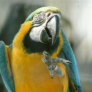 Blue and Yellow Macaw 30th March 2012