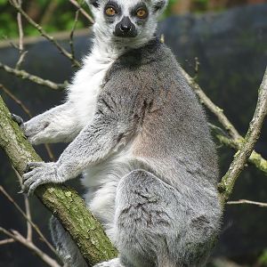 Ring-tailed lemur