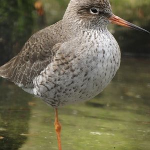 Common Redshank