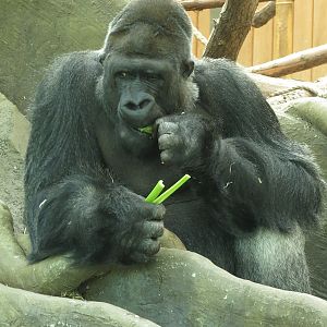 Western lowland gorilla