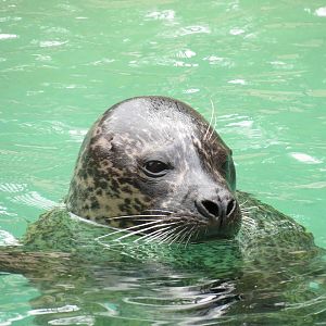 Harbour Seal