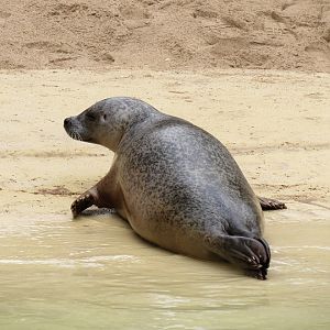 Harbour Seal