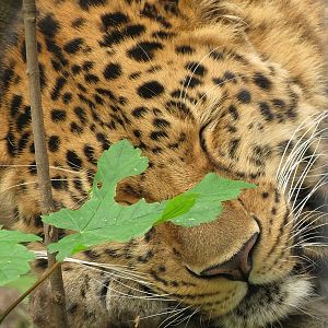 Amur Leopard