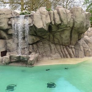 Harbour Seal Enclosure