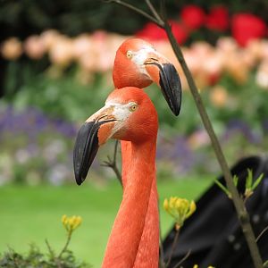 American Flamingo