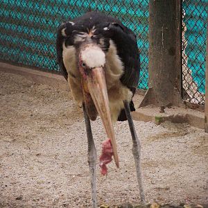 Greater Adjutant at Hanoi Zoo, 15/03/12