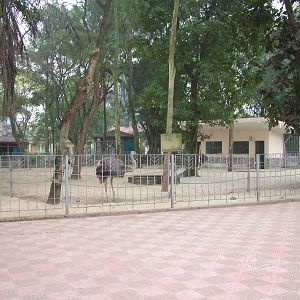 Ostrich and Rhea Paddock at Hanoi Zoo, 15/03/12