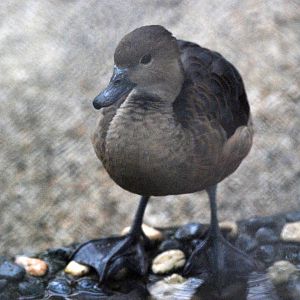 Javan Whistling Duck at Hanoi Zoo, 15/03/12