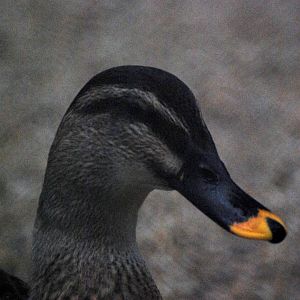 Indochinese Spot-billed Duck at Hanoi Zoo, 15/03/12