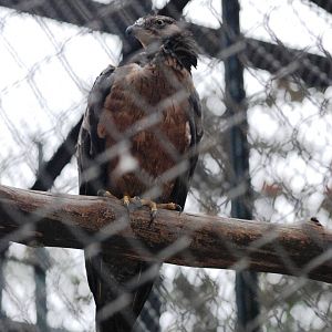 Oriental Honey-Buzzard at Hanoi Zoo, 15/03/12