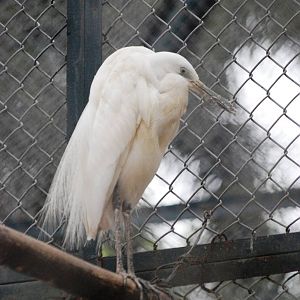 Chinese Egret at Hanoi Zoo, 15/03/12