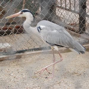 Grey Heron at Hanoi Zoo, 15/03/12