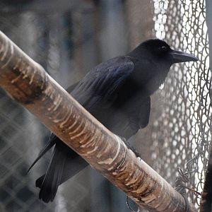 Jungle (Large-billed) Crow at Hanoi Zoo, 15/03/12