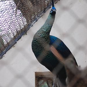 Indochinese Green Peafowl at Hanoi Zoo, 15/03/12