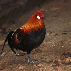 Burmese Red Jungle Fowl at Hanoi Zoo, 15/03/12