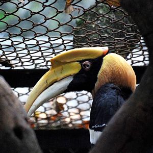 Great Indian Hornbill at Hanoi Zoo, 15/03/12