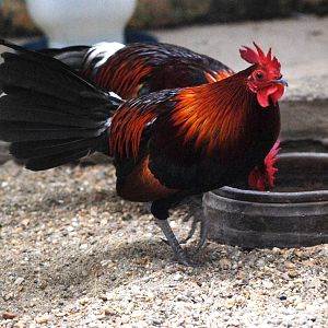 Tonkinese Red Jungle Fowl at Hanoi Zoo, 15/03/12