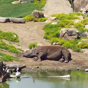 Northern White Rhino