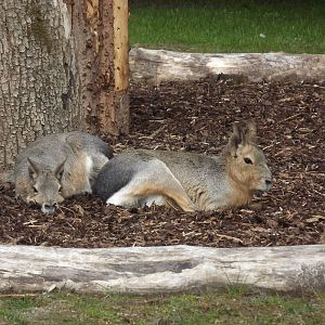 Patagonian Maras at Blackpool Zoo 12/04/12