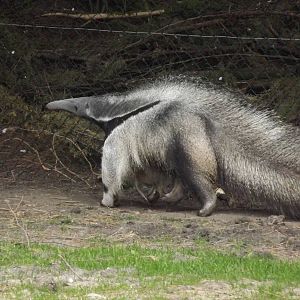 Giant Anteater at Blackpool Zoo 21/04/12
