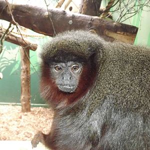 Red Titi at Blackpool Zoo 21/04/12