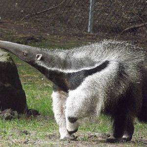 Giant Anteater at Blackpool Zoo 21/04/12