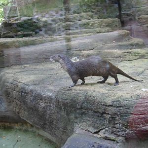 North American River Otter