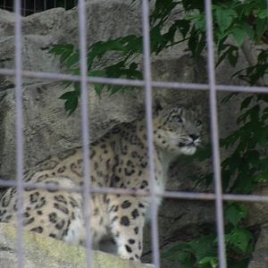 Snow Leopard