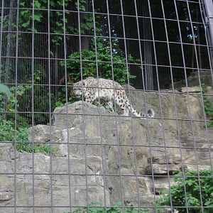 Snow Leopard Exhibit