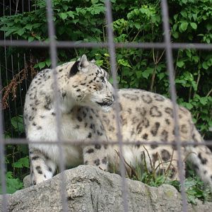 Snow Leopard