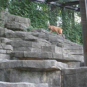 Maned Wolf Exhibit