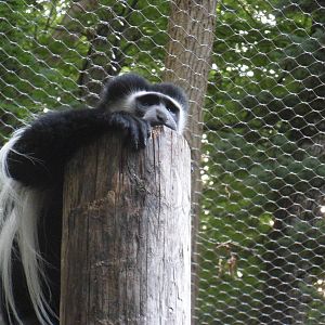 Colobus Monkey