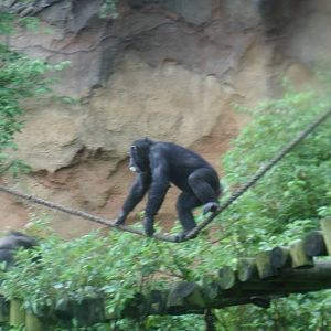 Chimpanzee
