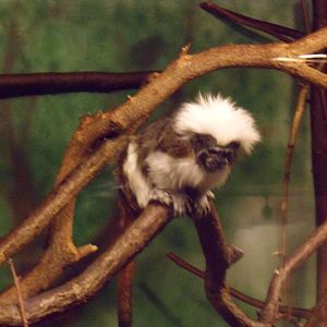 Cotton-Topped Tamerin