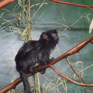 Goeldi's Marmoset