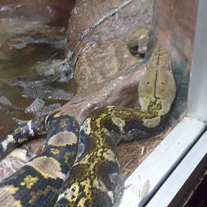 Reticulated Python