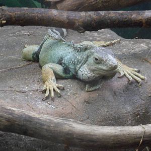 Green Iguana