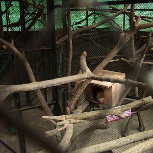 Slow Loris Exhibit Interior at Hanoi Zoo, 15/03/12