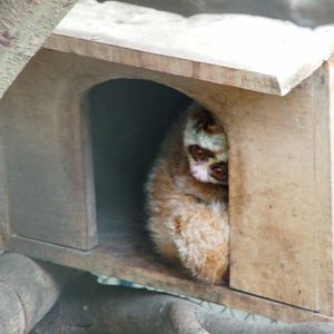 Slow Loris at Hanoi Zoo, 15/03/12