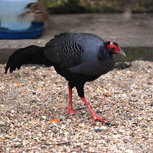 Siamese Fireback at Hanoi Zoo, 15/03/12