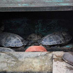 Keeled Box Turtles at Hanoi Zoo, 15/03/12