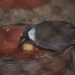 Black-throated Laughing Thrush at Hanoi Zoo, 15/03/12
