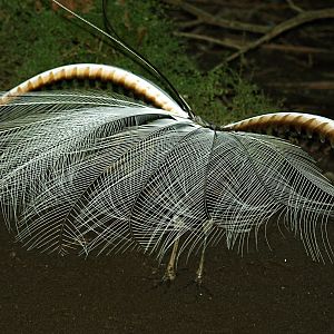 Superb lyrebird