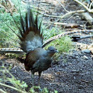 Superb lyrebird