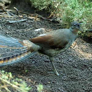 Superb lyrebird