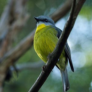 Southern Yellow robin (wild)