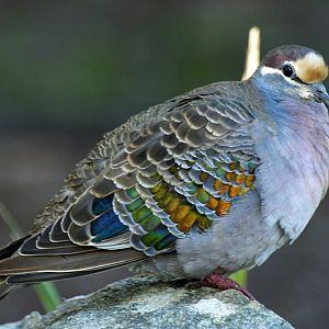 Common bronzewing (wild)