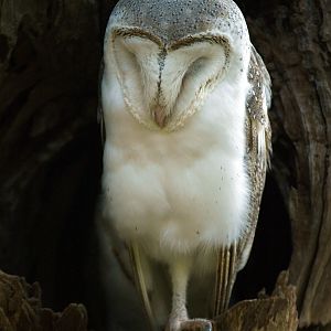 Eastern Barn owl