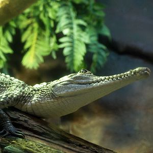 Freshwater crocodile